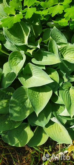 Цветы для сада