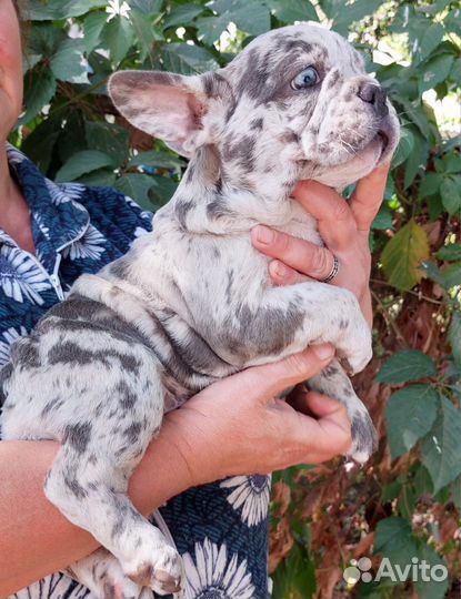 Француз мрамор кобель