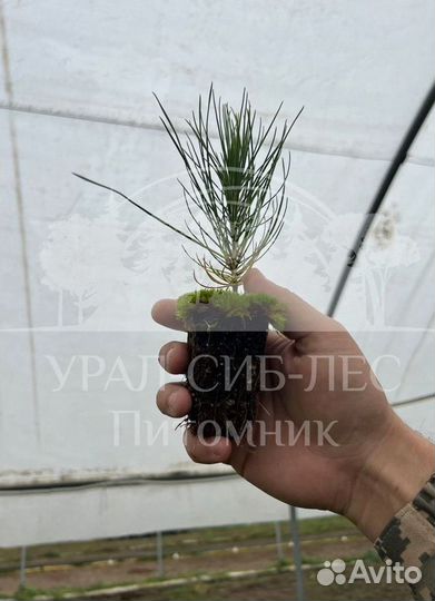 Голубая ель зкс сеянцы