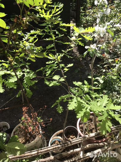 Саженцы дуба С закрытой корневой системой