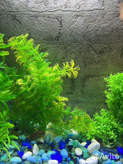 Содержимое аквариума