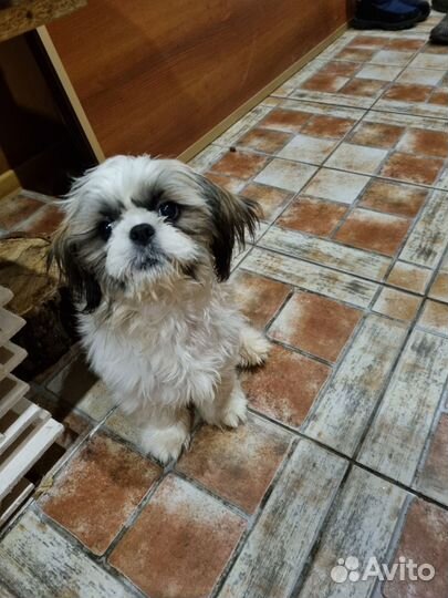 Собака ши-тцу