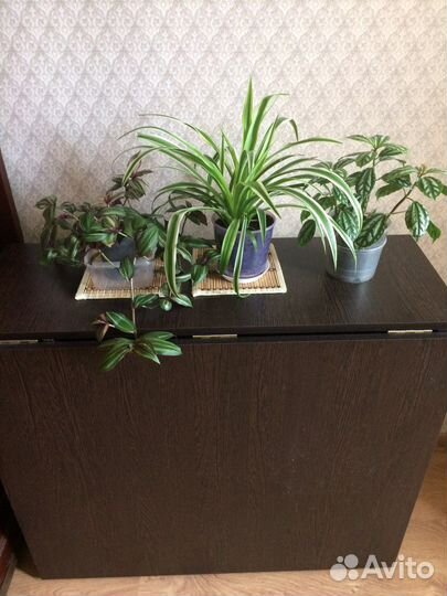 Хлорофитум,традесканция,палея серебристая