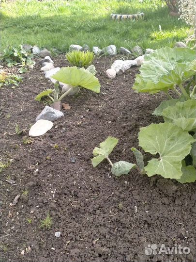 Белокопытник