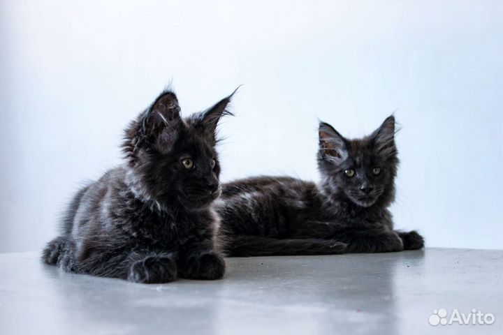 Котята мейн-кун