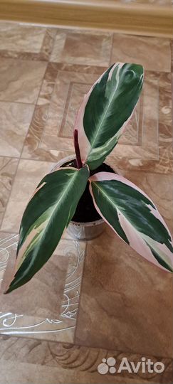 Строманта триколор