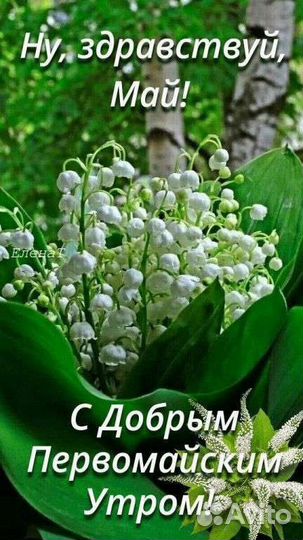 Вечнозелёная травка, мускари,крокусы,хоста,мята