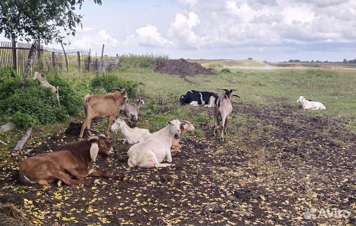 Козлы, козлята