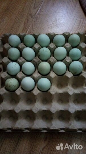 Цыплята ухейилюй