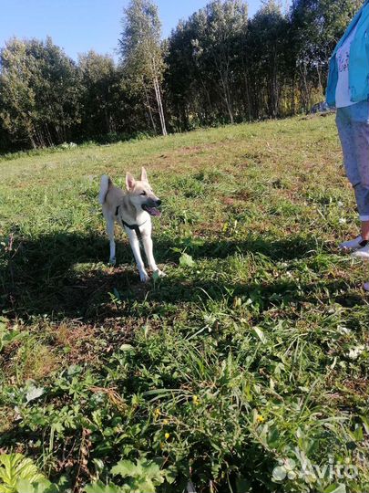 Собака в добрые руки