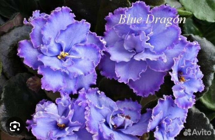 Фиалка Голубой дракон