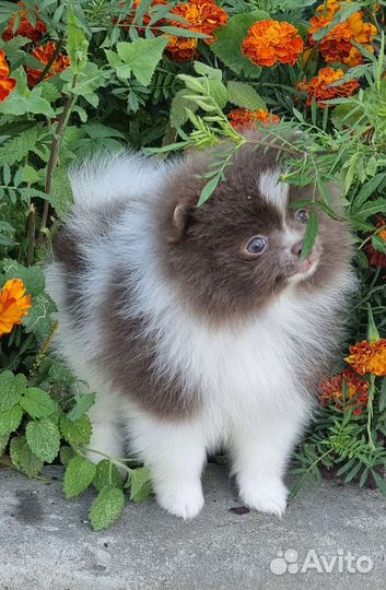 Померанский шпиц