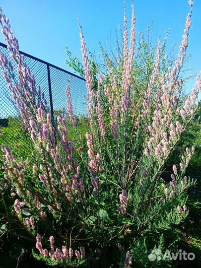 Спиреи и форзиция, Полынь