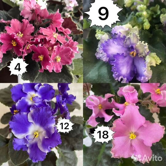 Фиалки набор 34 сорта