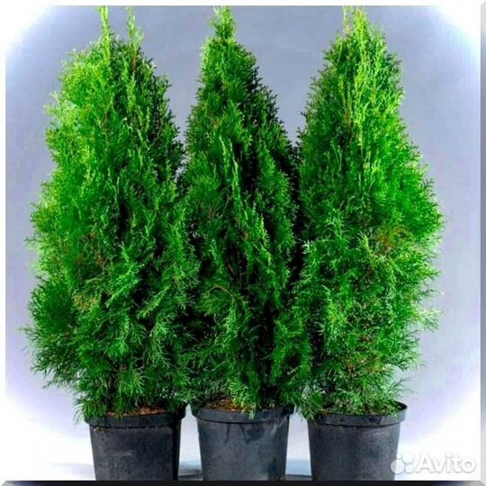 Туи Смарагд