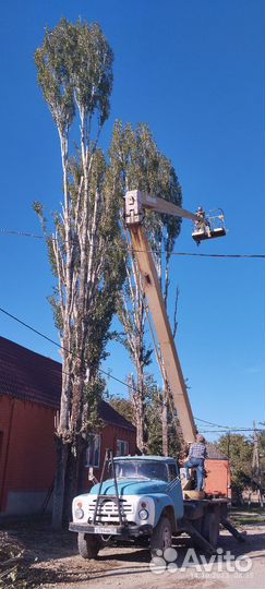 Спил и удаление деревьев