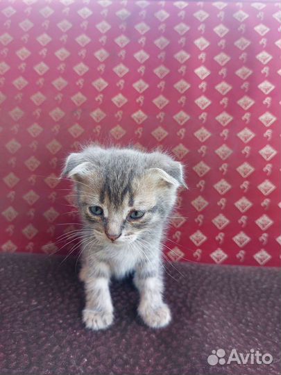 Шотландские котята