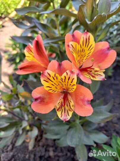 Альстромерия корни