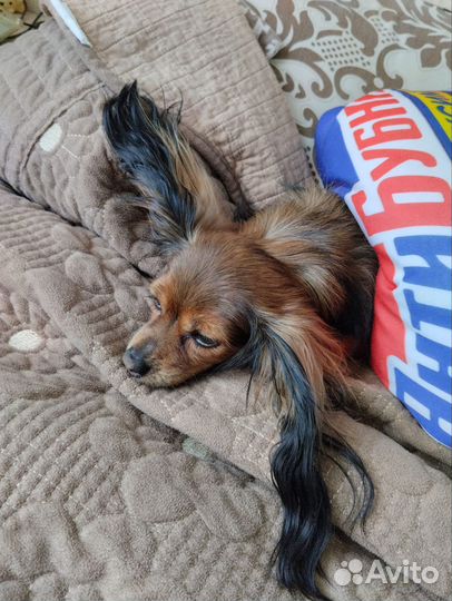 Вязка. Той-терьер