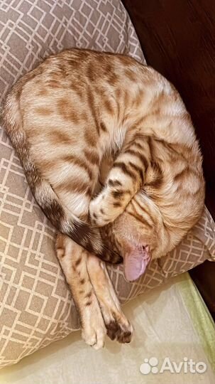Кошка бенгал вязка