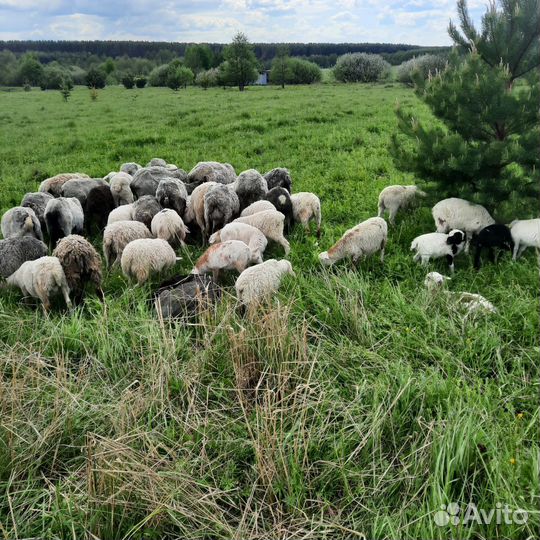 Барашки и овцы романовские/дорпер