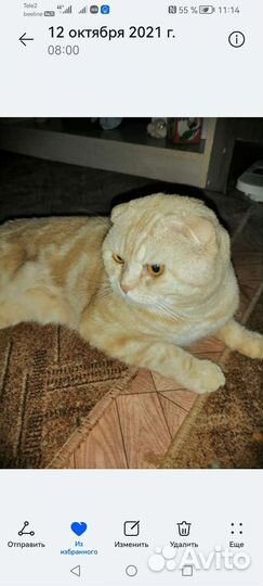 Передержка кошек на время