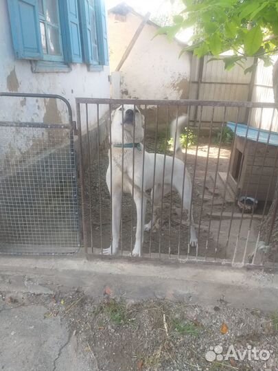 Отдам бесплатно в хорошие руки. Годовалый алабай