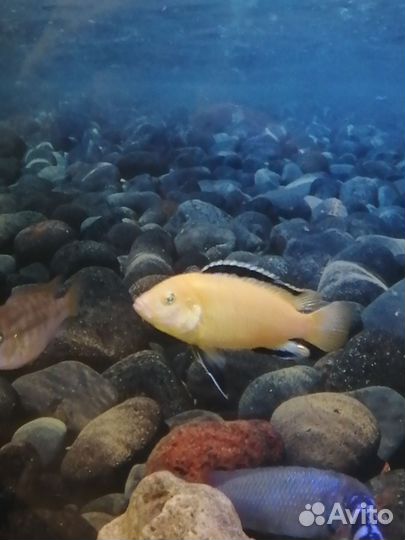 Цихлиды Еллоу Демасони Дельфин Мпанга Зебра Грунт