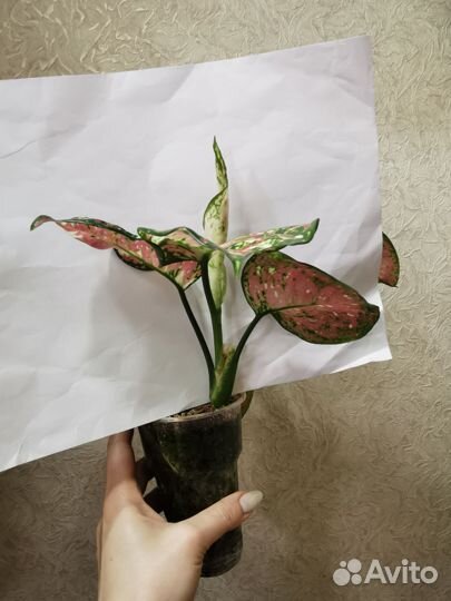 Аглаонема An. Tricolor