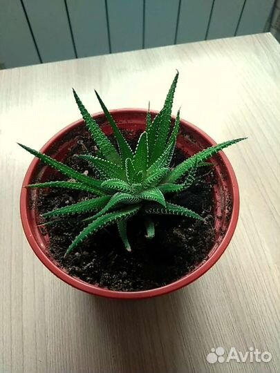 Хавортия фасциата,продаю