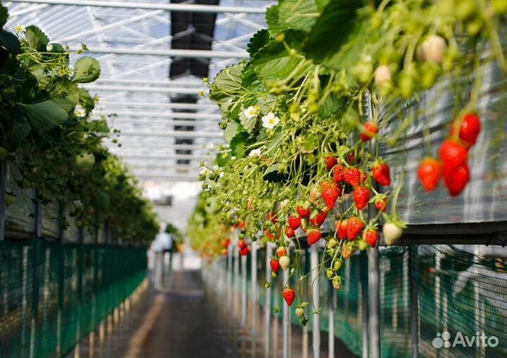 Рабочие для монтажа теплице и ухода за растениями