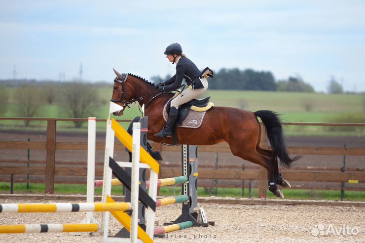 Продается лошадь