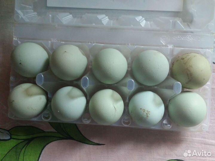 Инкубационный куриные яйца Легбар
