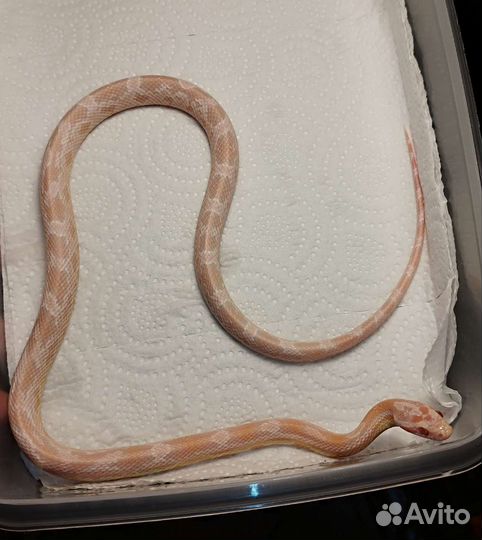 Змея маисовый полоз