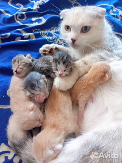 Шотландские вислоухие котята