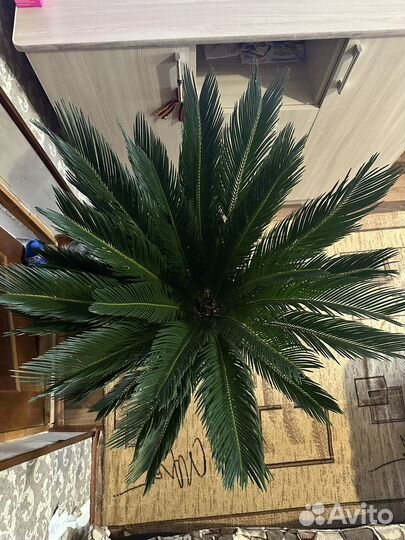Cycas revoluta