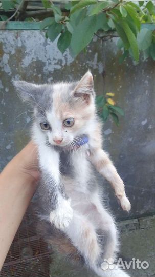 Кошка в дар бесплатно