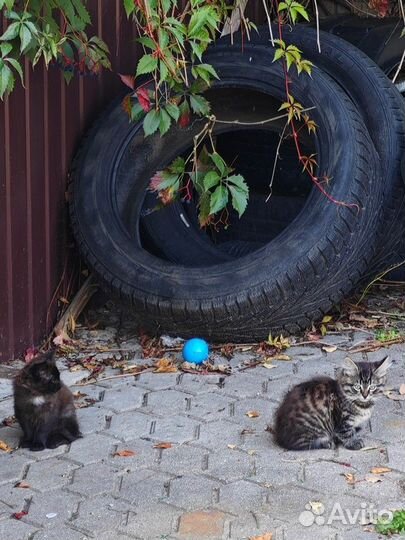 Котята ищут дом