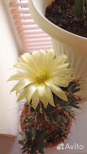 Кактус цветущий- детки
