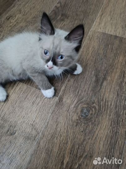 Тайские котята