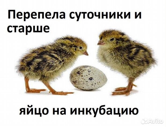 Перепела, И/Я