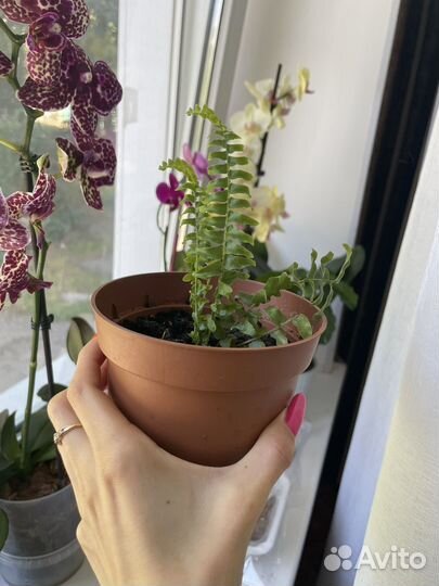 Папоротник нефролепис