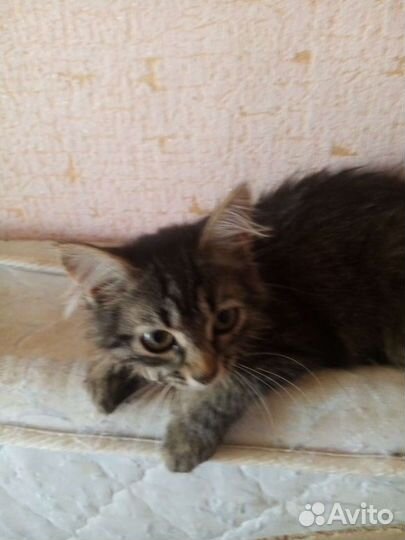 Котенок в добрые руки