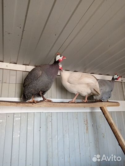 Цесарки самцы