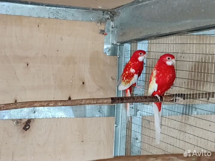 Пенантовые и рубиновые розеллы (пары)