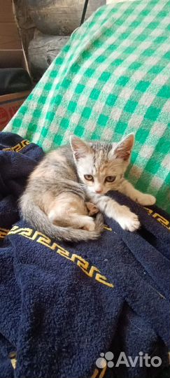 Котенок девочка в дар