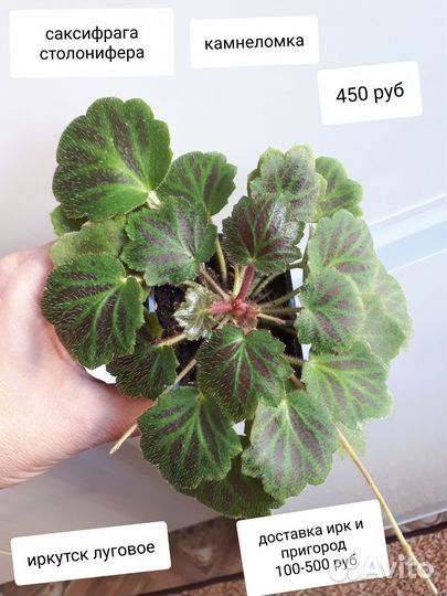 Комнатные растения