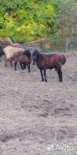 Овцы бараны ягнята