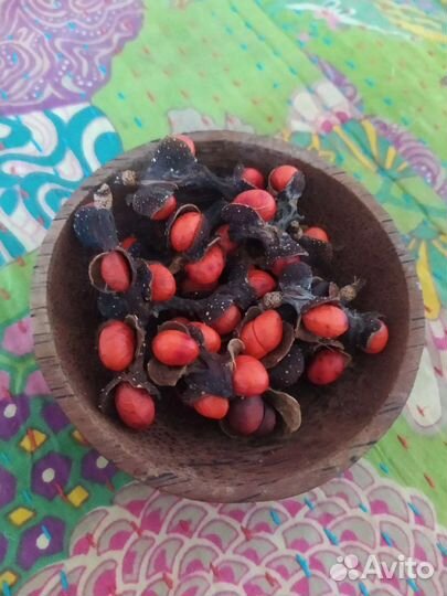 Магнолия Кобус семена