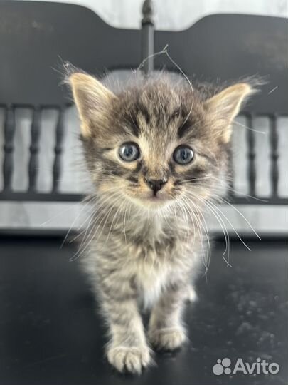 Очаровательные малыши